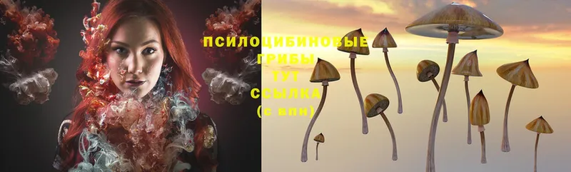 kraken ССЫЛКА  купить   Шлиссельбург  Псилоцибиновые грибы Magic Shrooms 